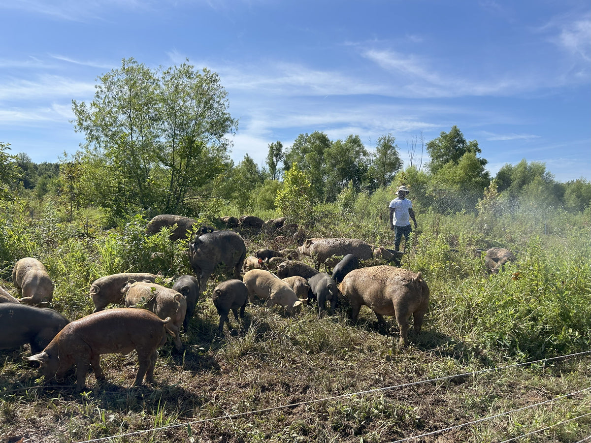 Whole Roasting Pigs