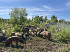 Whole Roasting Pigs