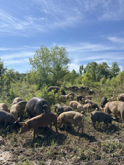 Pork Extra Bag (hocks and feet)