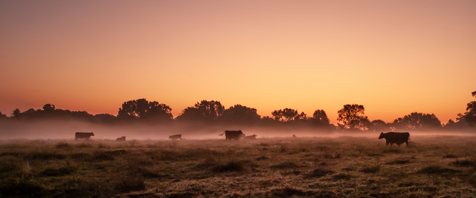 Swanson Family Farm photo 7